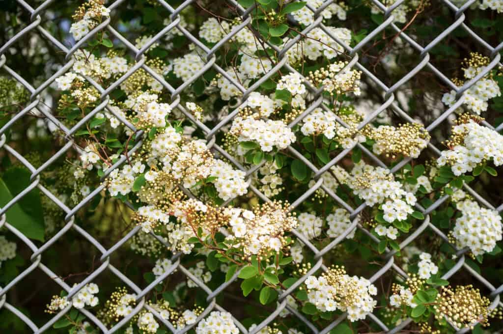 Chain Link vs Wood Fence